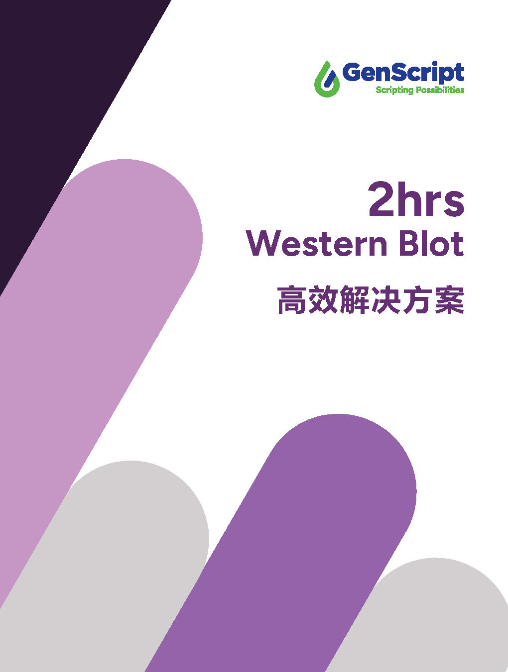 2hrs Western Blot