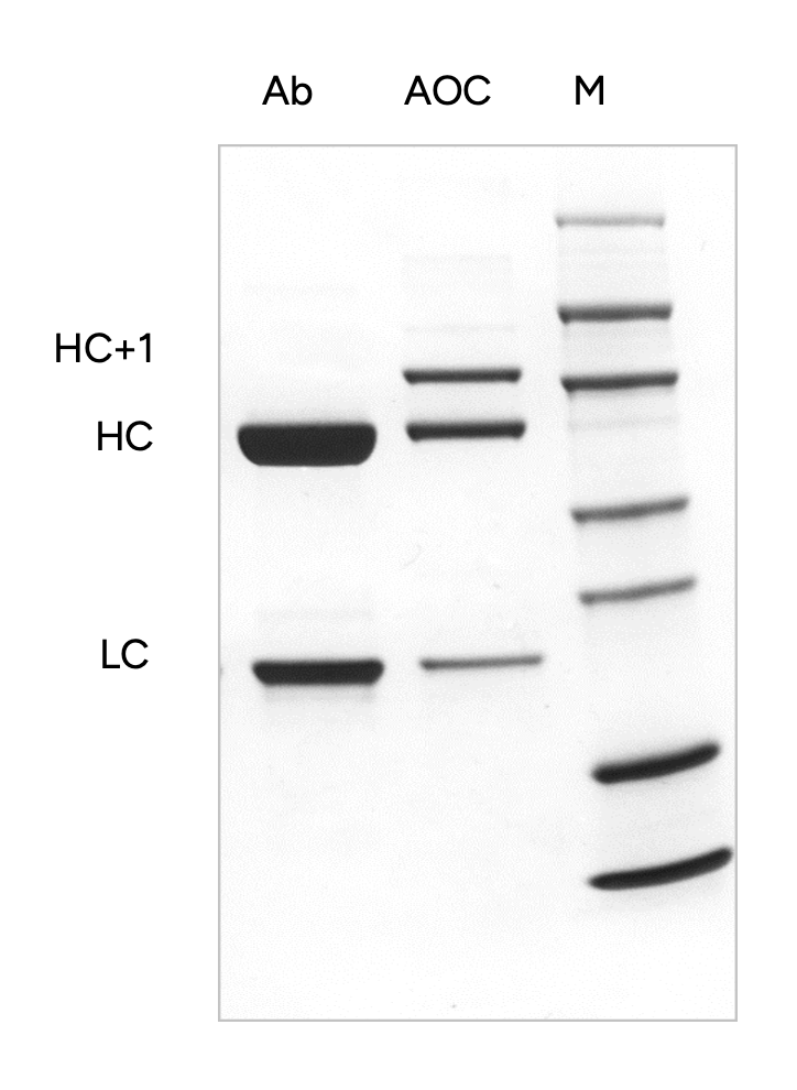 DE-Glycosylation Mass spectrometry  