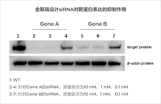 星空体彩app官方siRNA沉默效率（Western blot）