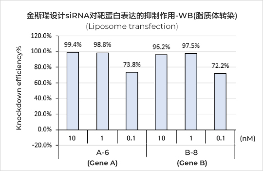 星空体彩app官方siRNA沉默效率（Western blot）