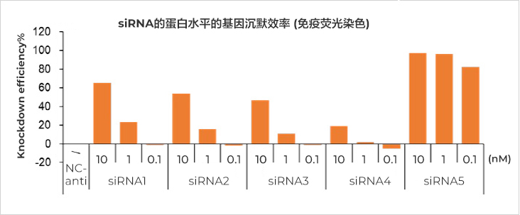 星空体彩app官方siRNA沉默效率（免疫荧光染色）